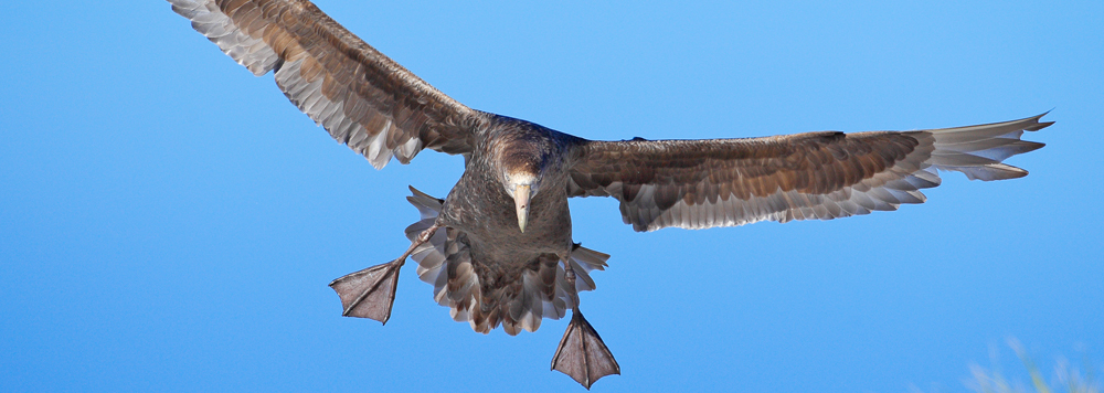 SOUTHERN GIANT PETREL Macronectes giganteus